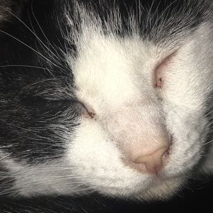 Meet your Posher, Janis